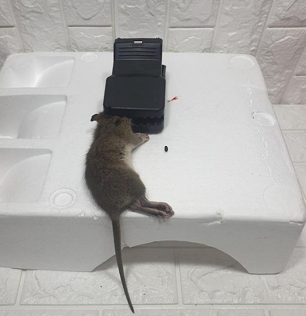 bay chuot lon Bẫy chuột lớn