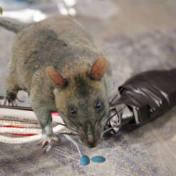 Kẹo diệt chuột storm