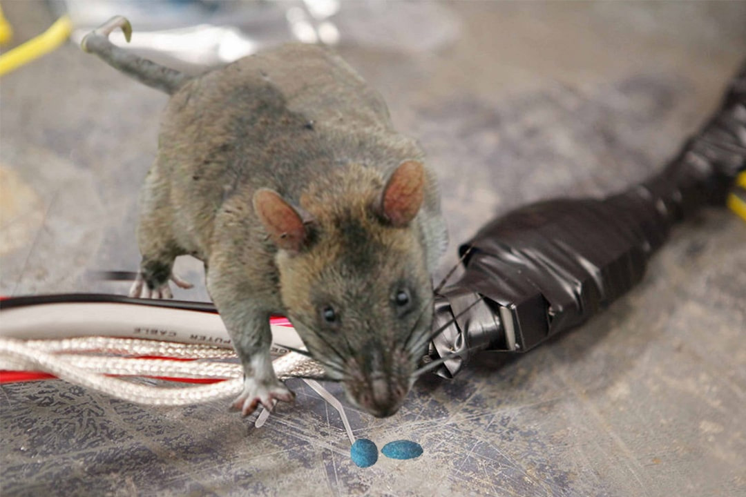 Kẹo diệt chuột storm