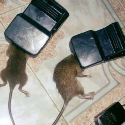 Loại bẫy chuột hiệu quả