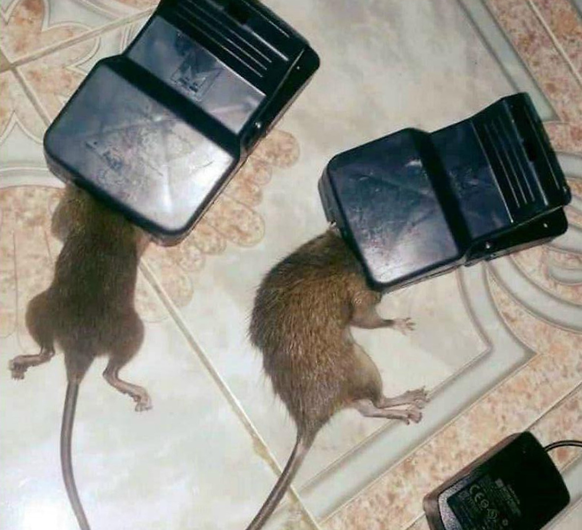 Loại bẫy chuột hiệu quả