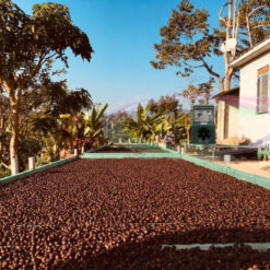 Máy đuổi chim bird repeller