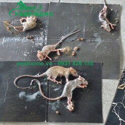 Miếng keo dính chuột