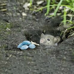 Thuốc diệt chuột Storm ngoài vươn