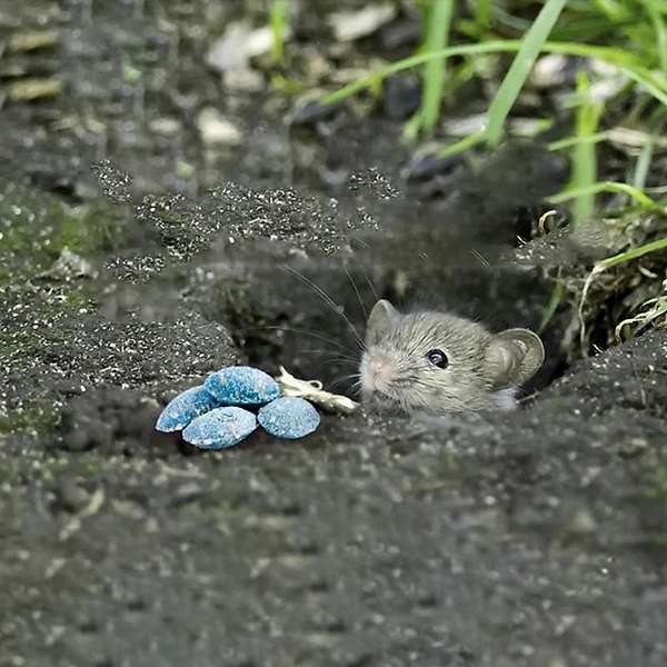 thuoc-diet-chuot-storm-ngoai-vuon Thuốc diệt chuột Storm ngoài vươn