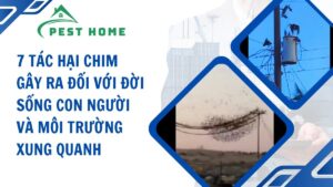 7 tác hại chim gây ra đối với đời sống con người và môi trường xung quanh
