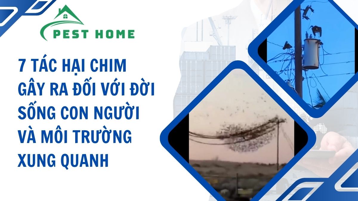 7 tác hại chim gây ra đối với đời sống con người và môi trường xung quanh