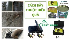 Cách bẫy chuột hiệu quả