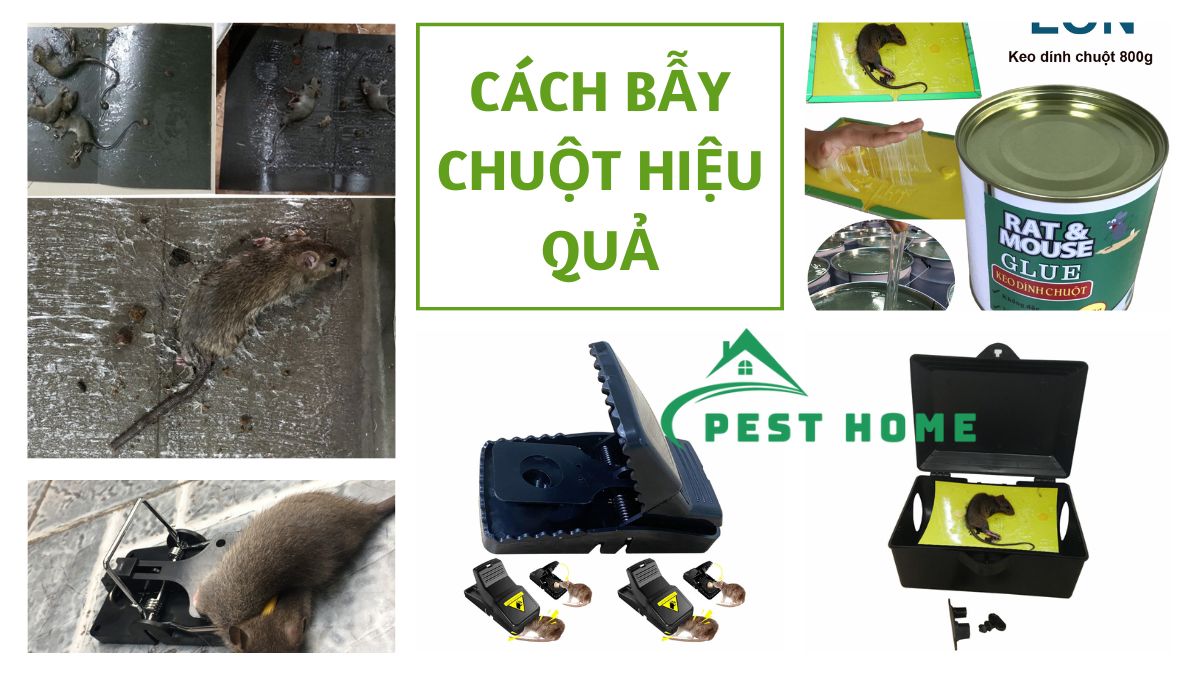 Cách bẫy chuột hiệu quả