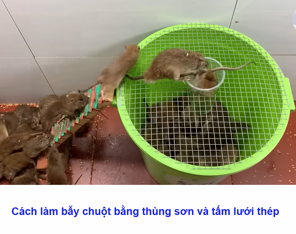 Cách làm bẫy chuột bằng thùng sơn và tấm lưới thép