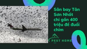 Sân bay Tân Sơn Nhất chi gần 400 triệu để đuổi chim