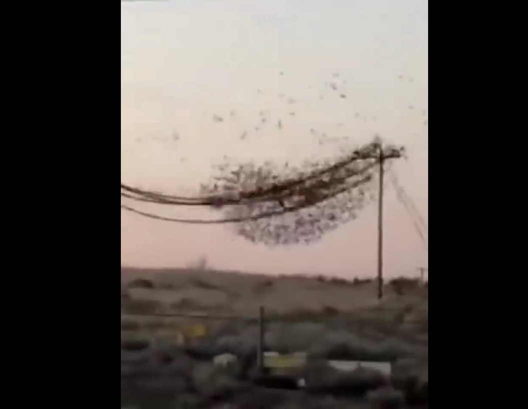 Chim gây ra hậu quả đối với đường dây điện