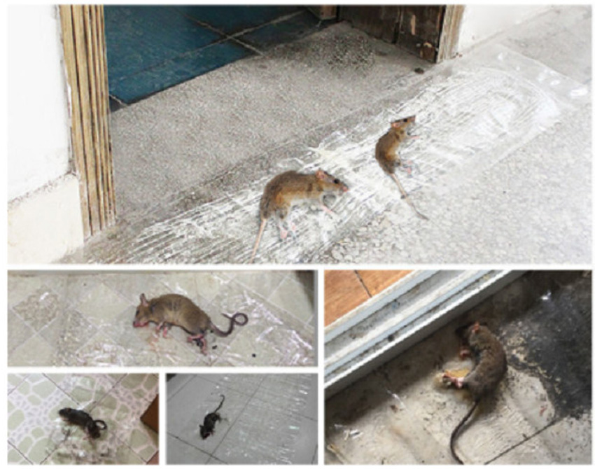 keo bay chuot Keo bẫy chuột