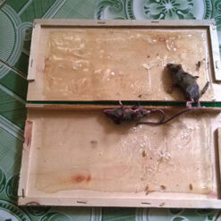 Keo bôi dính chuột