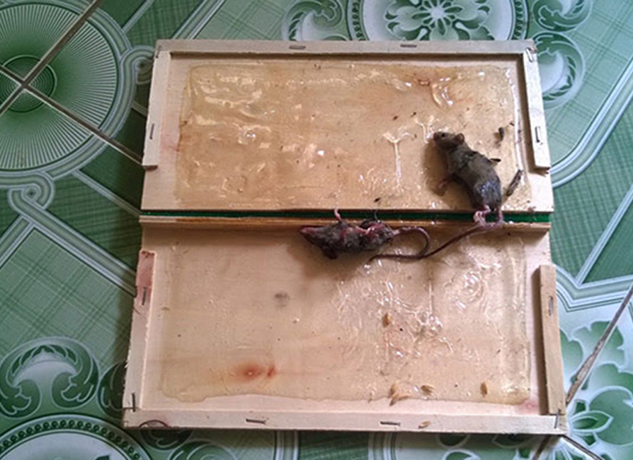 keo boi dinh chuot Keo bôi dính chuột