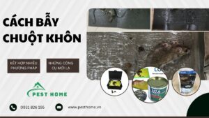 Cách bẫy chuột khôn