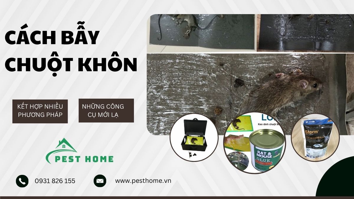 Cách bẫy chuột khôn