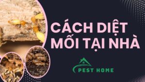 Cách diệt mối tại nhà