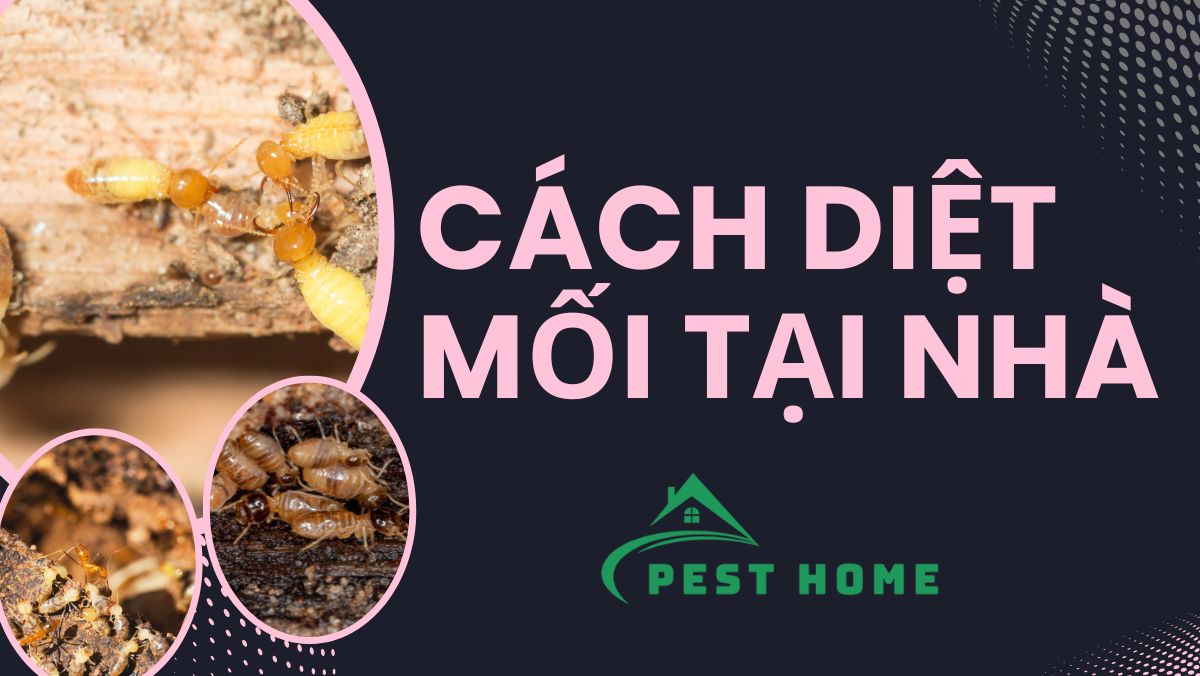 Cách diệt mối tại nhà
