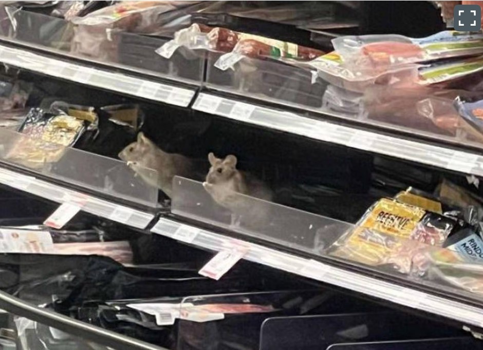 Chuột tại siêu thị