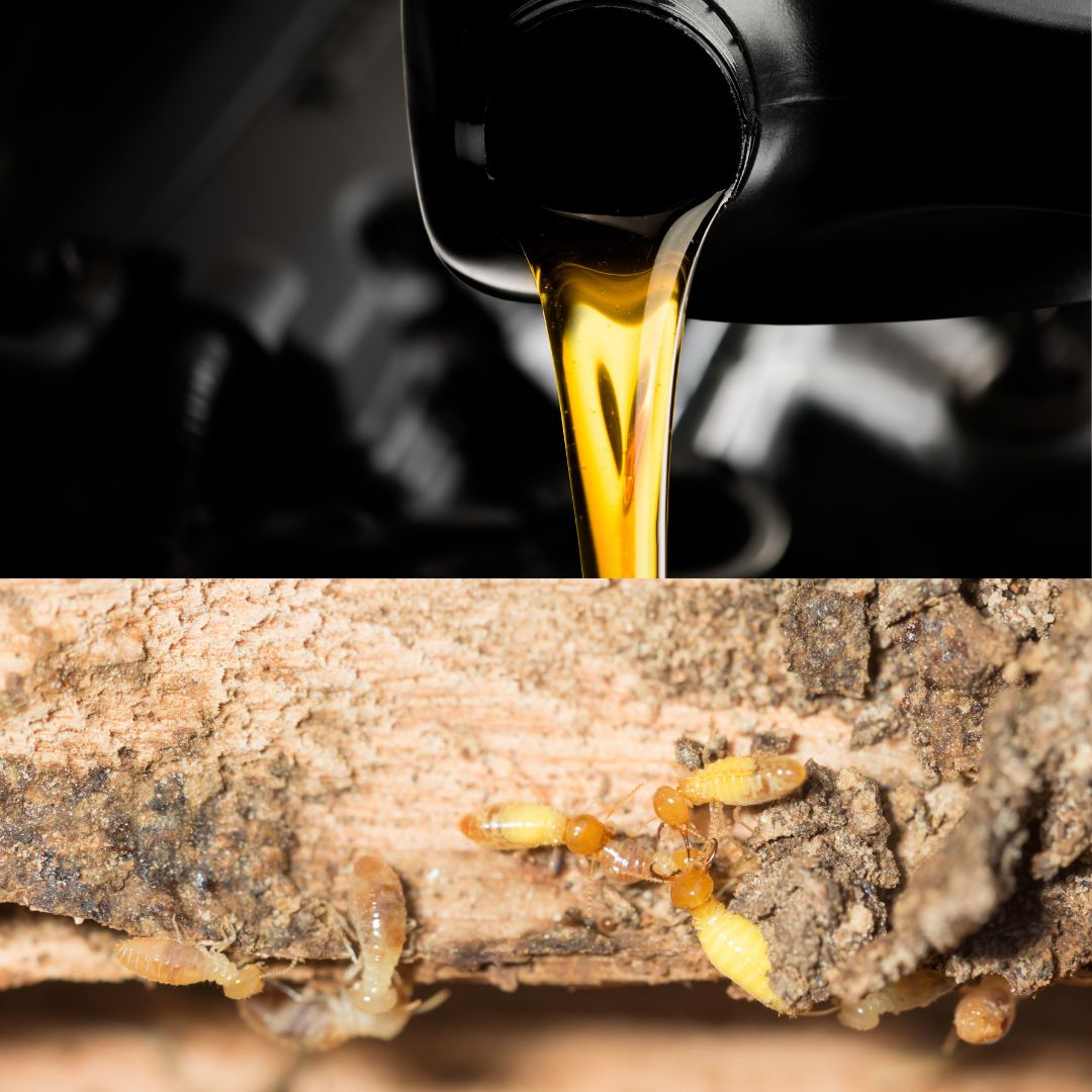 Diệt mối bằng dầu nhớt