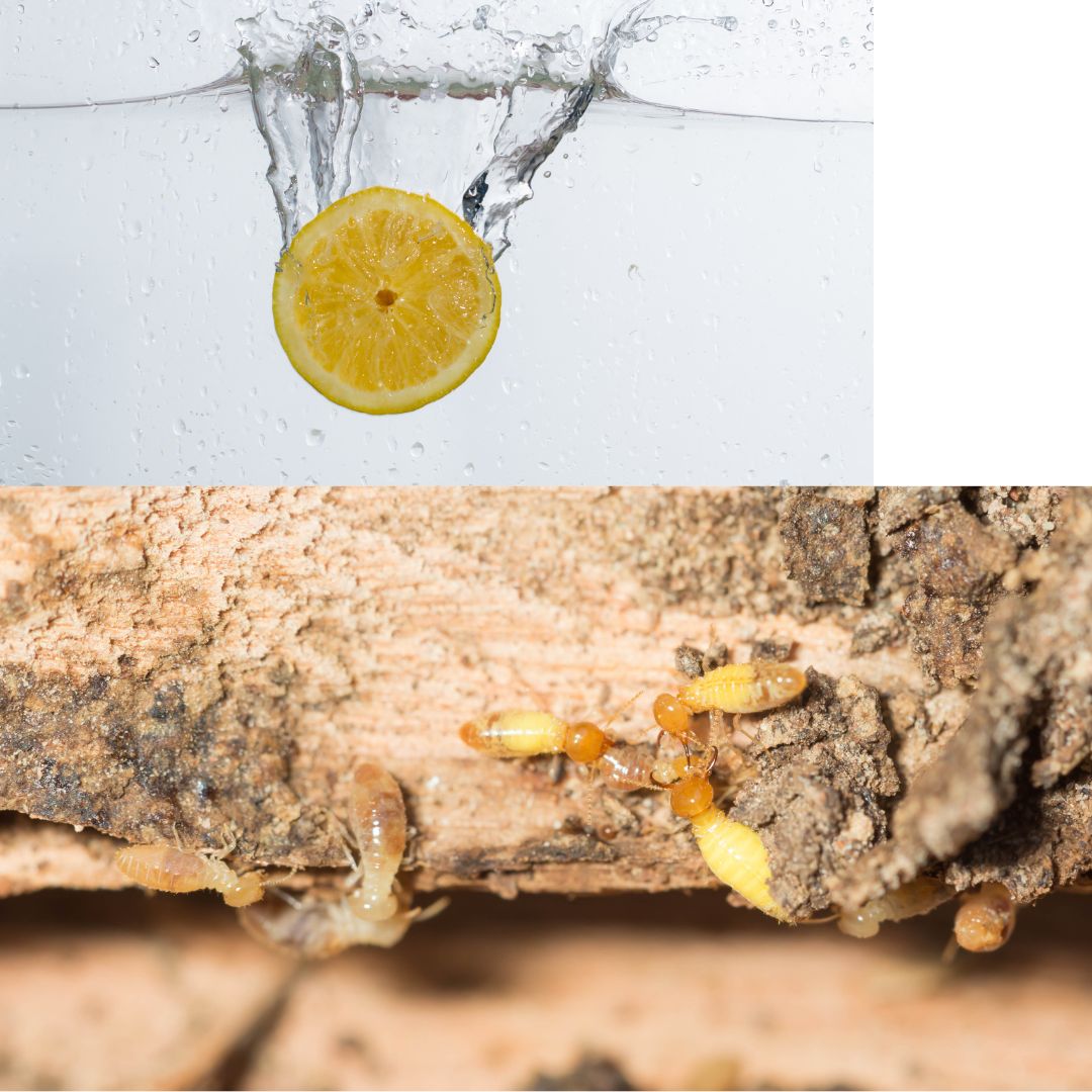 Diệt mối bằng giấm và chanh