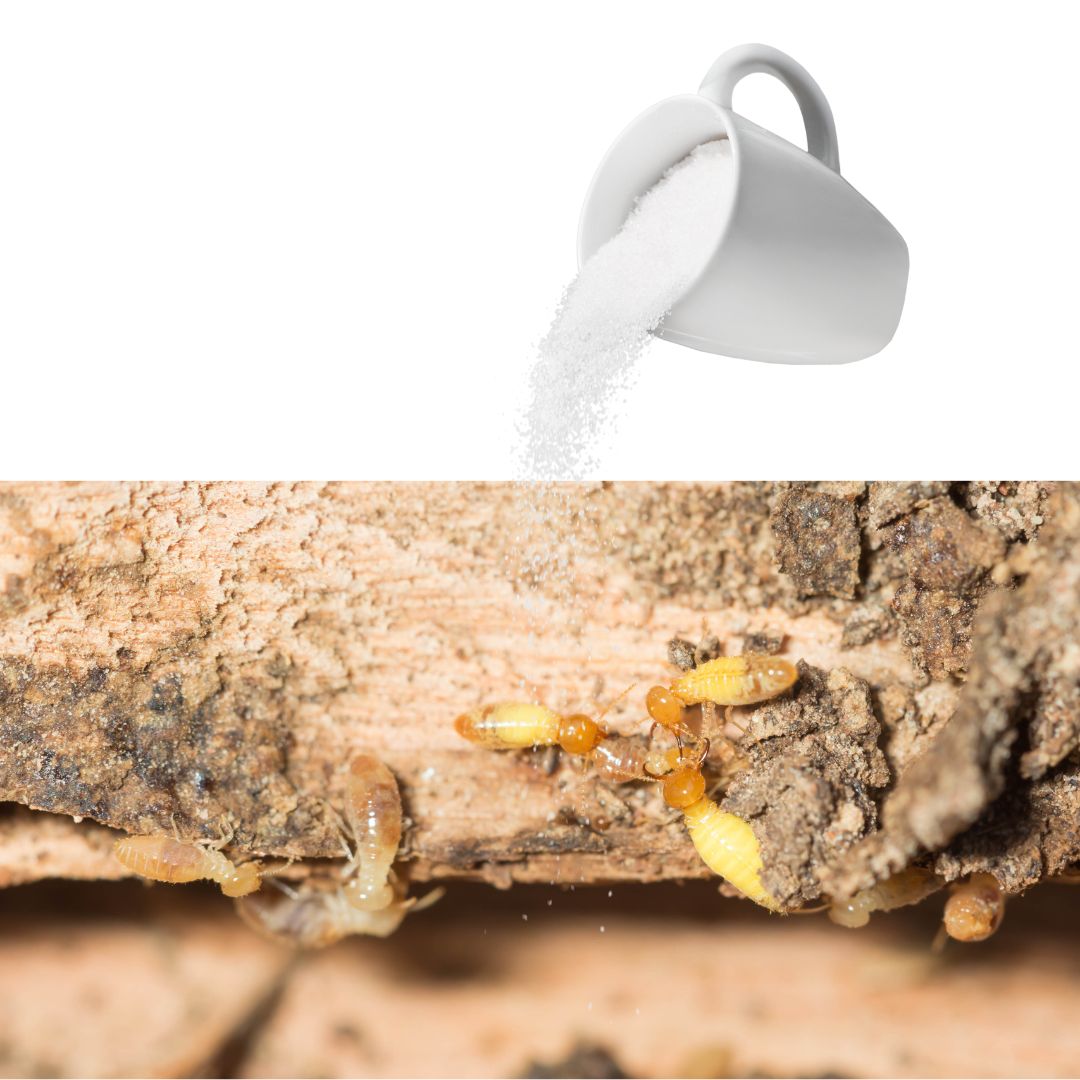 Diệt mối bằng muối