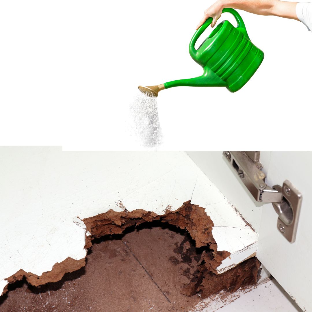 Diệt mối bằng nước nóng