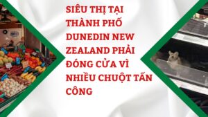 Siêu thị tại Thành phố Dunedin New Zealand phải đóng cửa vì nhiều chuột tấn công