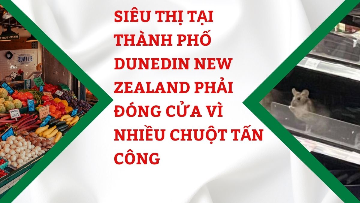 Siêu thị tại Thành phố Dunedin New Zealand phải đóng cửa vì nhiều chuột tấn công
