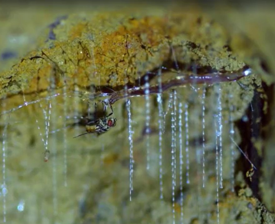 Tại sao giun lại bắt được côn trùng