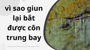 Vì sao giun lại bắt được côn trùng bay