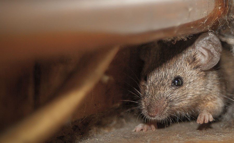 Chương trình kiểm soát dịch hại tổng hợp IPM