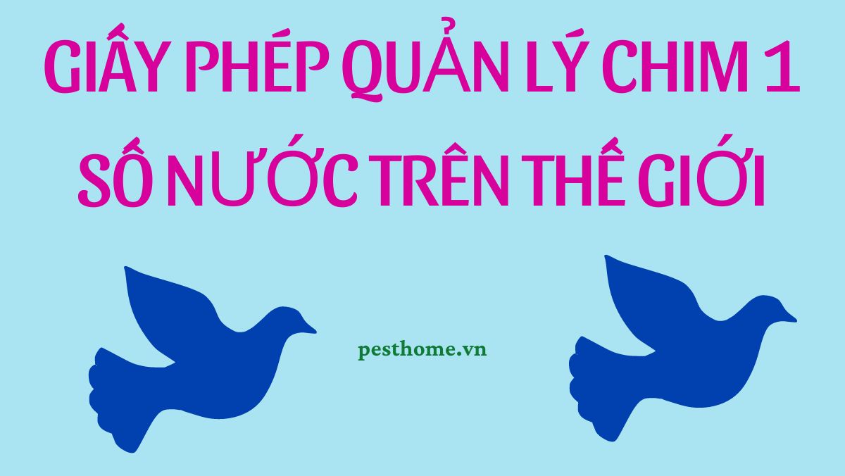 Giấy phép quản lý chim 1 số nước trên thế giới