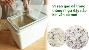 Vì sao gạo để trong thùng nhựa đậy nắp kín vẫn có mọt