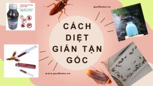 Cách diệt gián tận gốc