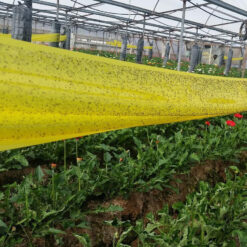 Bẫy dính côn trùng BioTrap màu vàng chanh