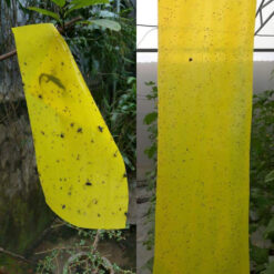 Bẫy dính côn trùng màu vàng BioTrap