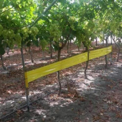 Bẫy ruồi đục trai