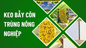 Keo bẫy côn trùng nông nghiệp