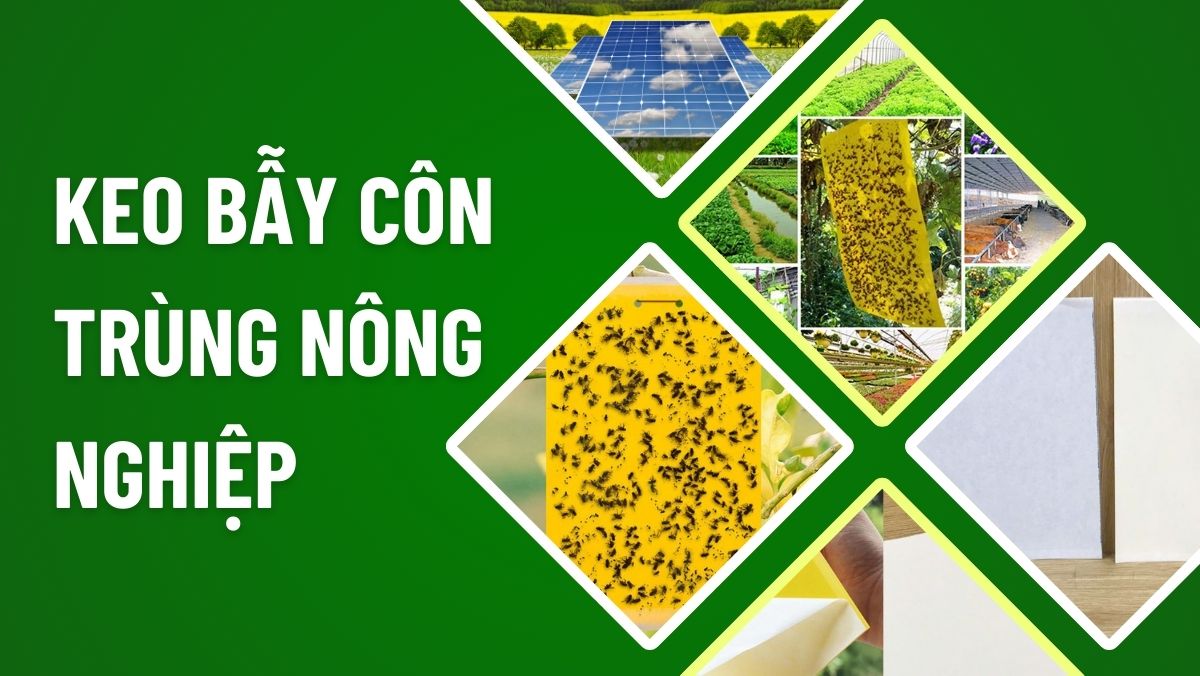 Keo bẫy côn trùng nông nghiệp