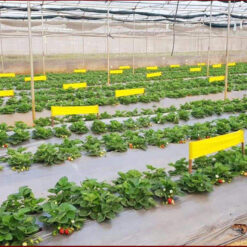 Keo bẫy côn trùng nông nghiệp