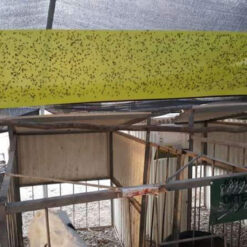 Keo bẫy dính vàng Israel