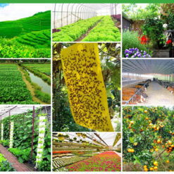 Miếng keo bẫy con trùng Nông nghiệp