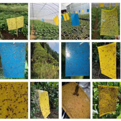 Tấm dán ruồi vàng bẫy côn trùng