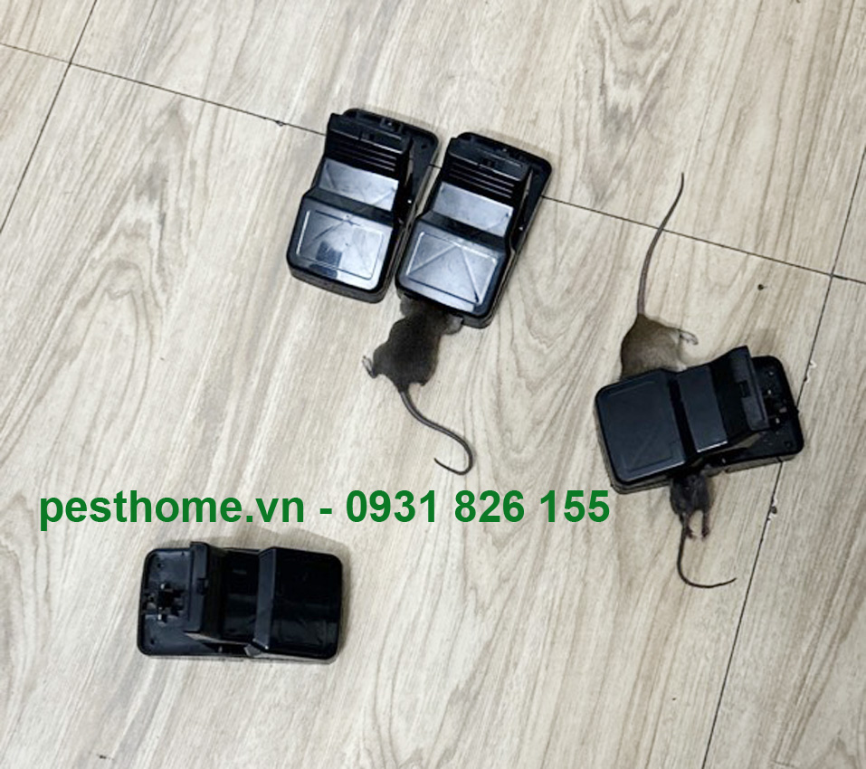 Công ty diệt chuột