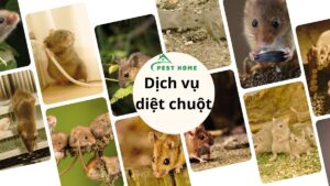 Dịch vụ diệt chuột tại TPHCM