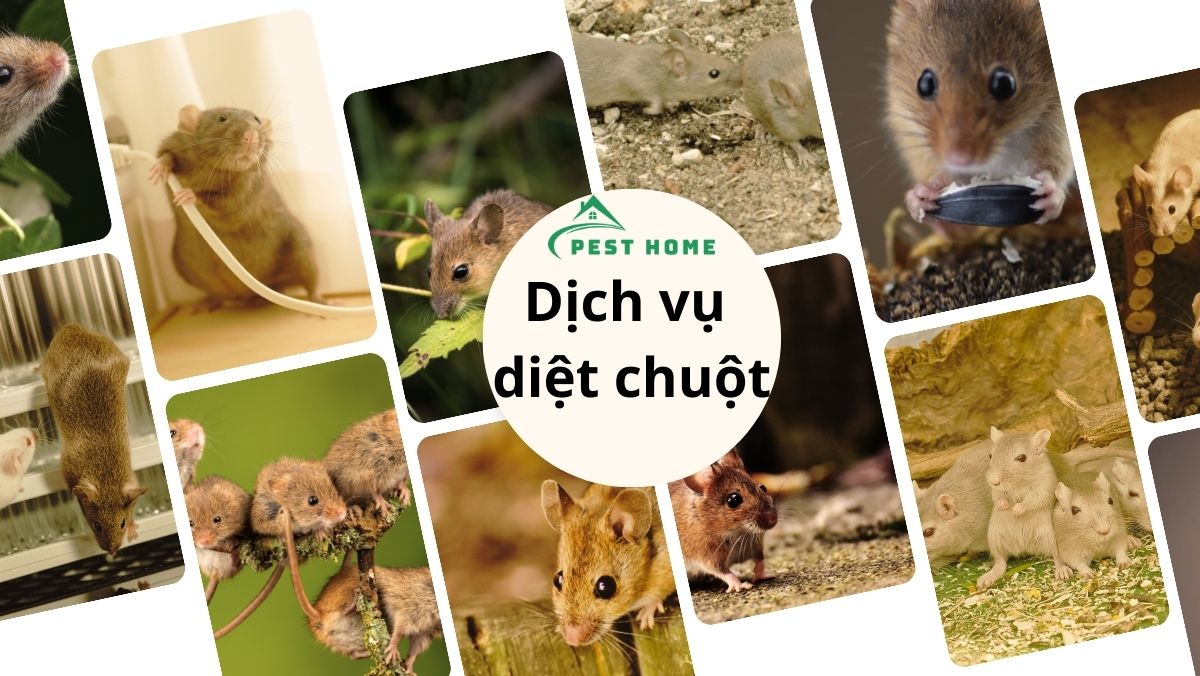 Dịch vụ diệt chuột tại TPHCM
