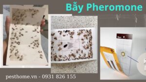 Bẫy Pheromone