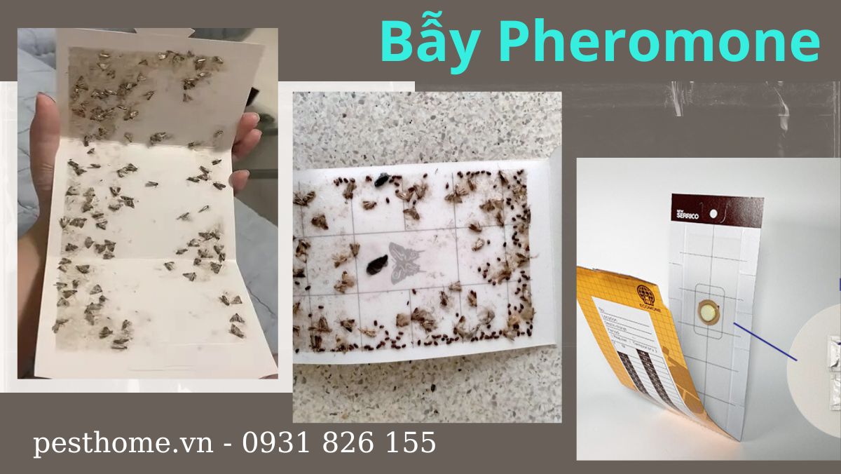Bẫy Pheromone